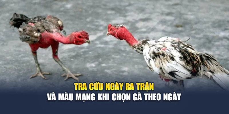 Bí Quyết Chọn Gà Theo Ngày Chuẩn Phong Thủy Tại 78WIN 7 Tra cứu ngày ra trận và màu mạng khi chọn gà theo ngày